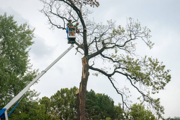 Best Utility Line Clearance  in Gilmer, TX