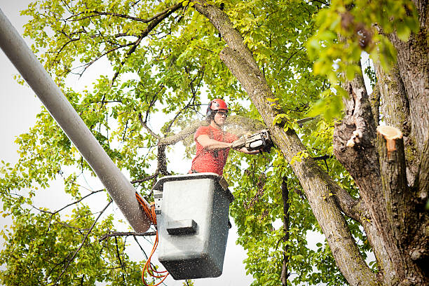 Best Palm Tree Trimming  in Gilmer, TX