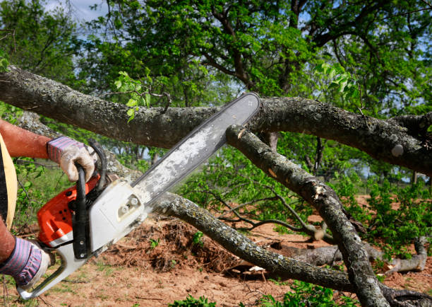 Professional Tree Services in Gilmer, TX